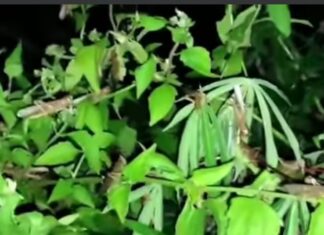 Hama Belalang Kembara Muncul lagi, Ini yang Dilakukan Bupati Sumba Barat Daya